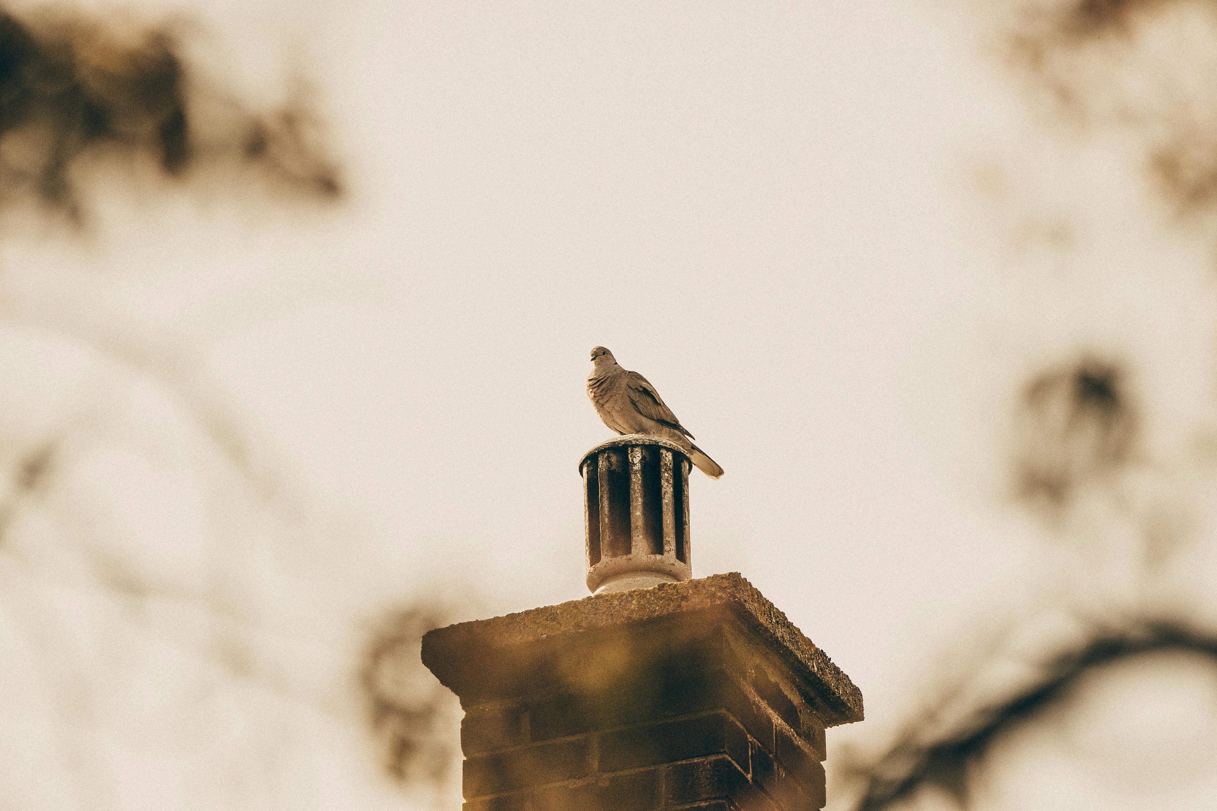 Professional Chimney Cap Installation Services in Ray, MI Expert Chimney Cap Installation in Ray, Michigan